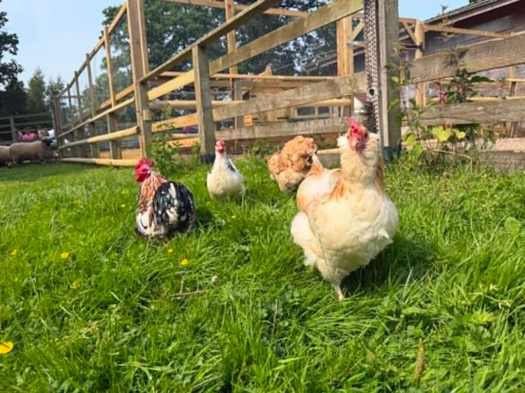 Chickens at Blair Drummond Safari Park.