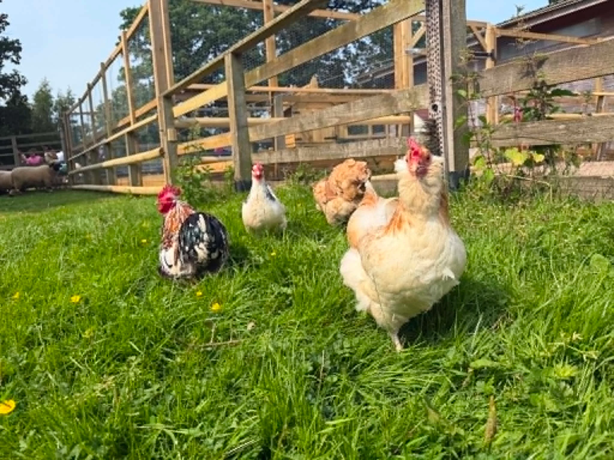 Chickens return to Blair Drummond Safari Park Chickens at Blair Drummond Safari Park.