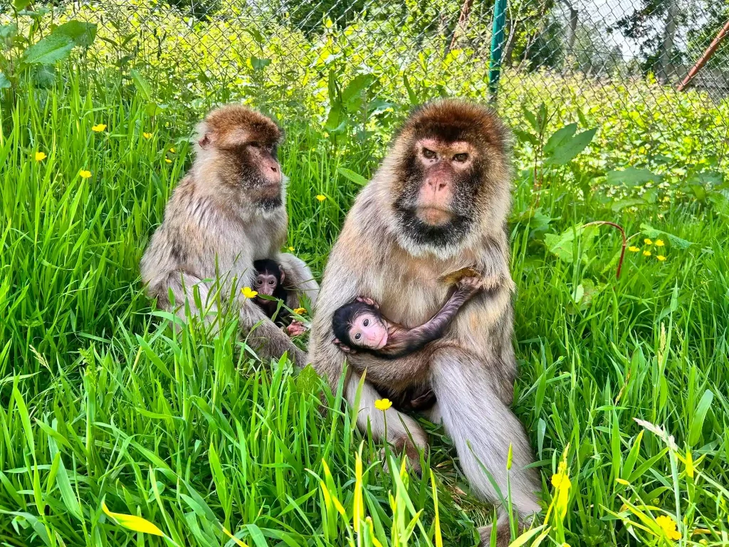 Macaques at Blair Drummond Safari Park