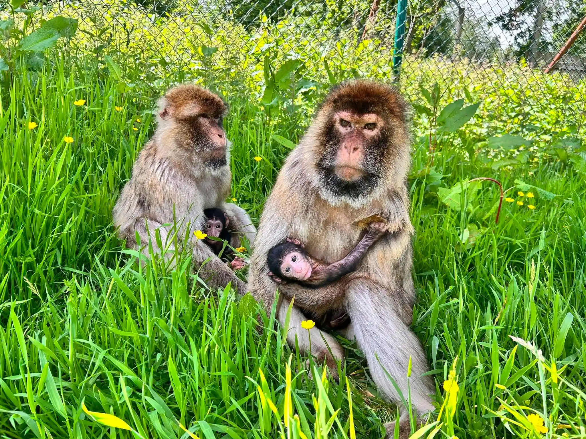 Macaques at Blair Drummond Safari Park