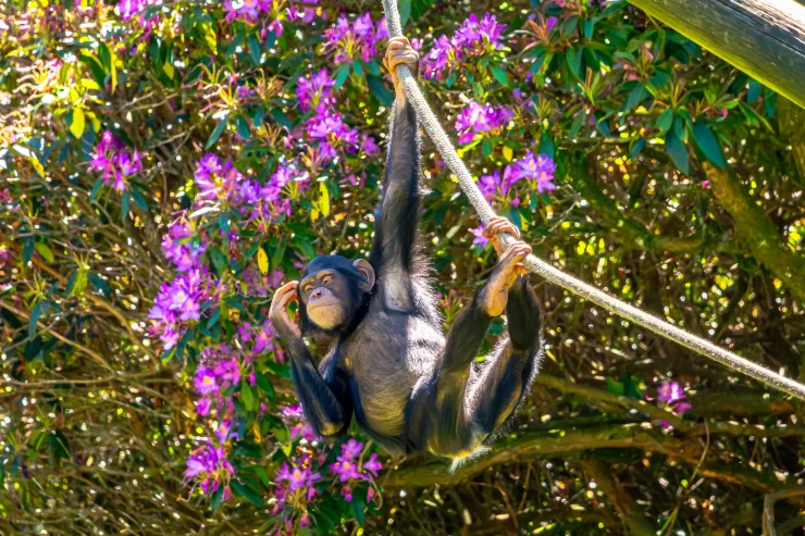 An infant chimp hanging from a rope at Blair Drummond Safari Park.