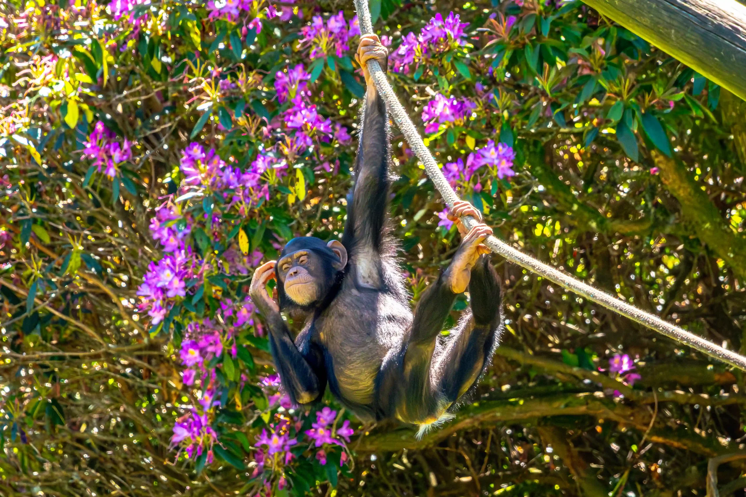 An infant chimp hanging from a rope at Blair Drummond Safari Park.
