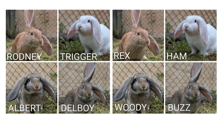 Four new giant rabbits at Blair Drummond Safari Park
