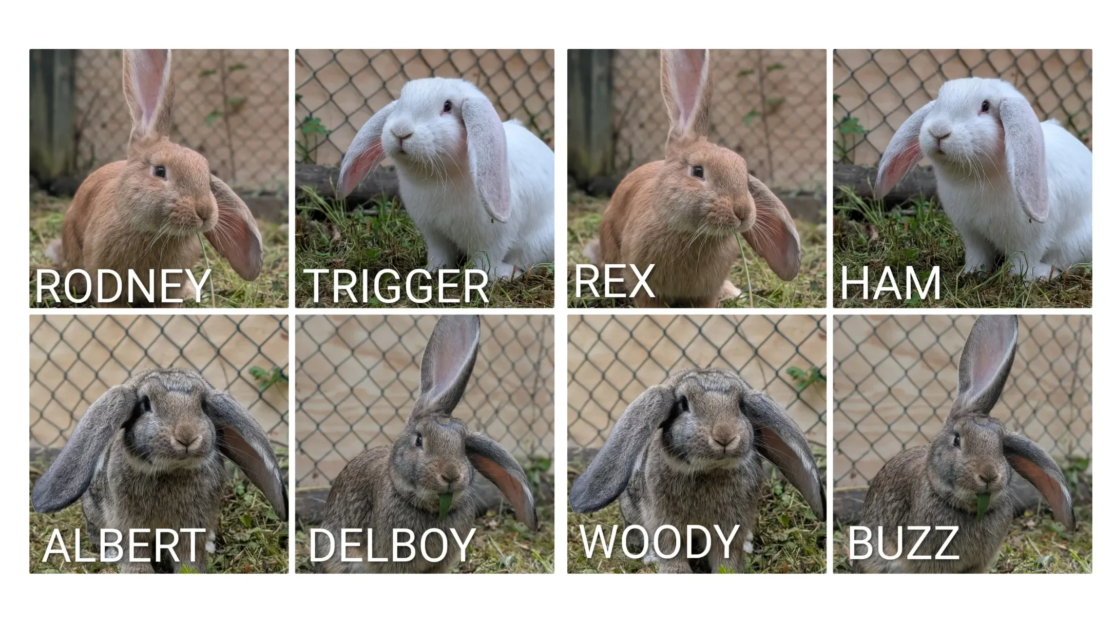 Four new giant rabbits at Blair Drummond Safari Park