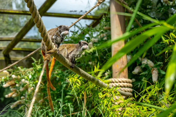 Emperor Tamarins at Blair Drummond Safari Park