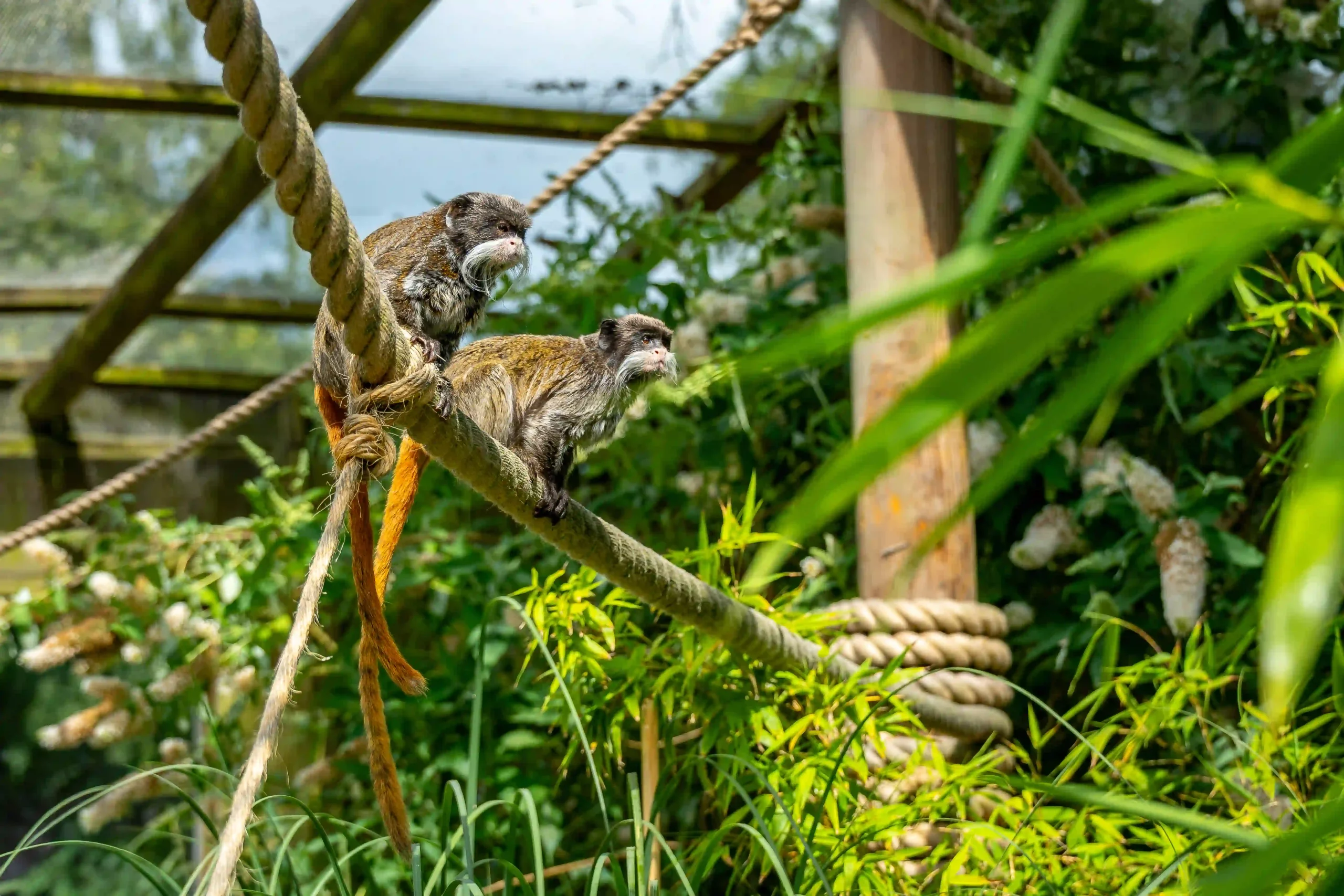Emperor Tamarins at Blair Drummond Safari Park