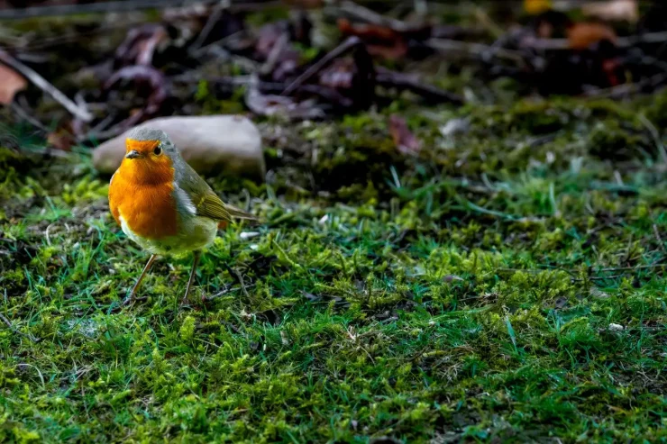 A robin standing on the grass at Blair Drummond Safari Park.