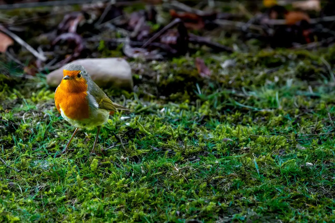 A robin standing on the grass at Blair Drummond Safari Park.