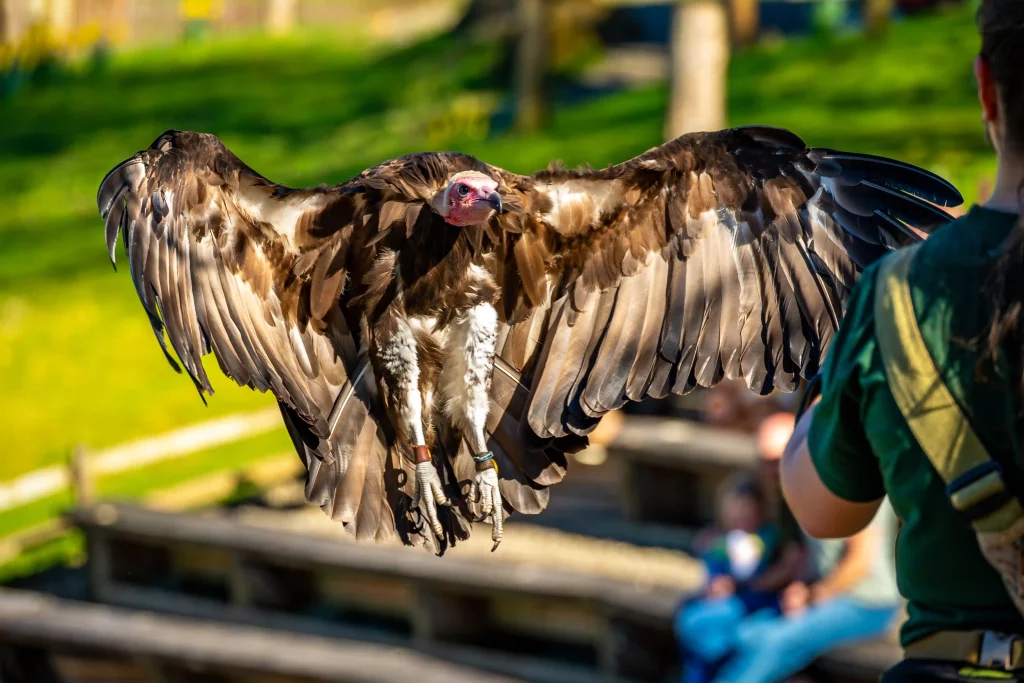 Get ready for Vulture Day Kevin the hooded vulture coming in to land on his keeper's glove at Blair Drummond Safari Park.