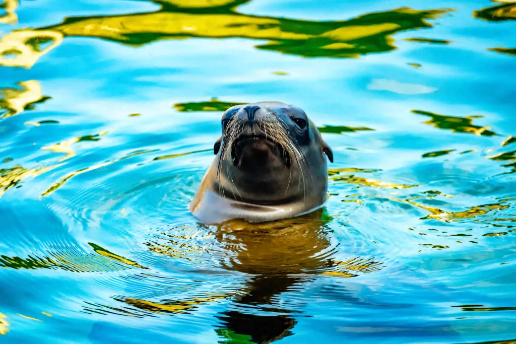 Early opening during Radio 2 in the Park California sea lion in the water at Blair Drummond Safari Park.