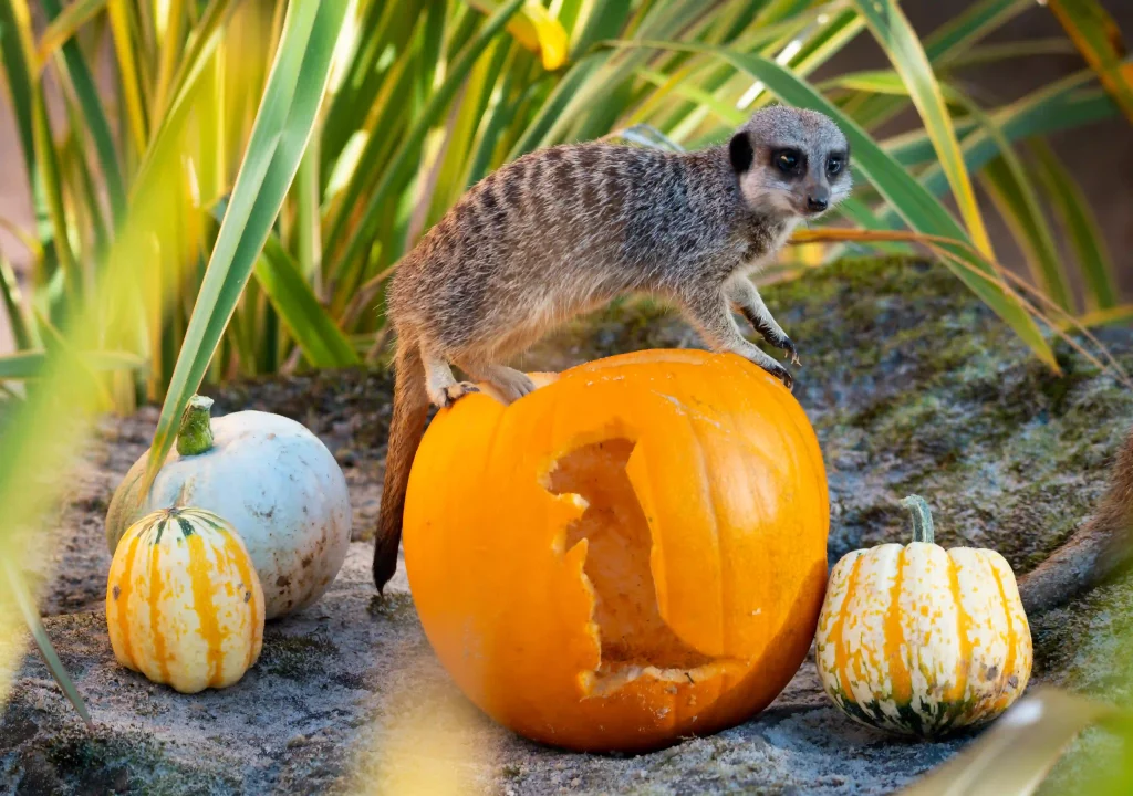 A meerkat standing on top of a pumpkin, which has a meerkat shape carved into it.