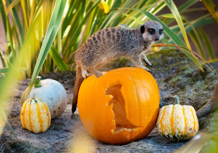 A meerkat standing on top of a pumpkin, which has a meerkat shape carved into it.